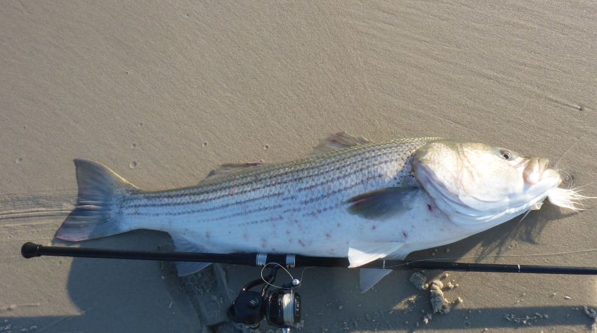 Upload Image of Fish